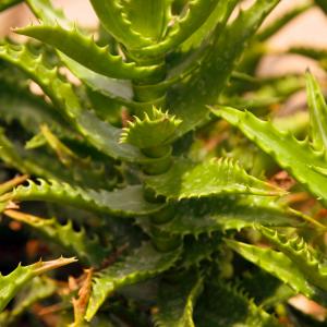 Name: Aloe Juvenna
Latin: Aloe squarrosa
Origin: Asia
Plant height: 10 - 50 cm
Reproduction:  #Layering  
Difficulty level:  #Easy  
Tags:  #Asia   #Aloesquarrosa  

