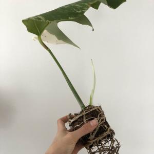 Monstera deliciosa variegata (raul_tropic)