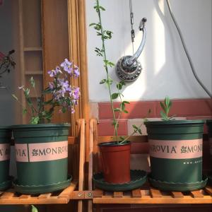 我新添加了一棵“香豌豆”到我的“花园”