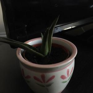 Succulent (ID please!)