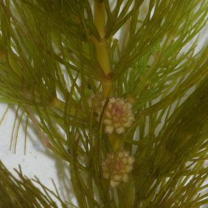 名称 金鱼藻英文名称 Ceratophyllum Demersum 别名 金鱼藻 细草 软草 灯笼丝科 金鱼藻科属 金鱼藻属其生于海拔2700m以下的淡水池沼 湖泊及河沟中 常生于1 3m深的水域中 形成密集的水下群落 生命力较强 在水温低至4 时也能生长良好 也可养殖于鱼缸中供人