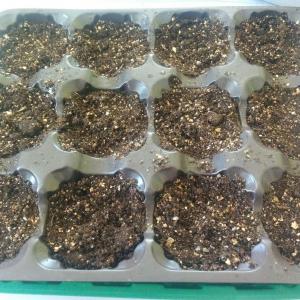 Dark seeds. 2 per a pot. There are two pots woth 3 seeds. In 4th and 7th pot.