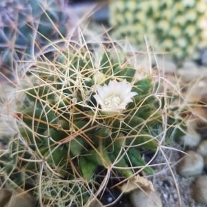 Mammillaria 'birds nest cactus'