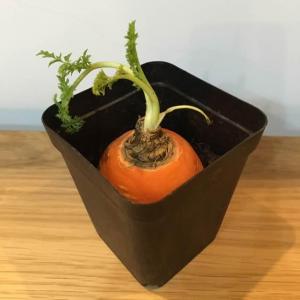 DUANG!我新添加了一棵“萝卜花”到我的“花园”，这是它的第一篇成长志,还请花友们多多关照噢！