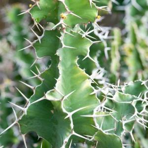 名称:  #龙骨冠  
英文名：Euphorbia grandicornis 
科:  #大戟科  
属:  #大戟属  
种植难度:  #容易  
生长季:  #夏型种  
