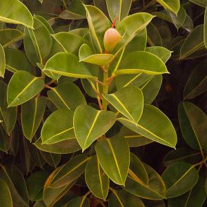 Name: Rubber plant
Latin: Ficus elastica
Origin: Asia
Plant height: 60 - 150 cm
Reproduction:  #Layering  
Difficulty level:  #Medium  
Tags:  #Asia   #Ficuselastica  

