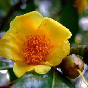 名称： #金花茶  
            英文名称：Camellia petelotii 
别名：金花茶、多瓣山茶
科： #山茶科  
属： #山茶属  
原产中国广西的常绿灌木或小乔木，叶互生，宽披针形至长椭圆形。在山茶家族中，金黄色的外衣彰显着它不同一般的高贵身份，黄袍加身的它就是当之无愧的皇后。花朵开放时，呈杯状、壶状或碗状，形态多样，秀丽雅致。