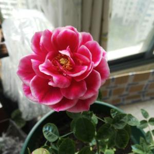 我新添加了一棵“玛丽玫瑰”到我的“花园”