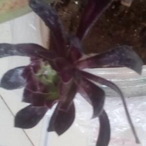 我新添加了一棵“黑莲花”到我的“花园”