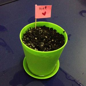 DUANG!我新添加了一棵“向日葵🌻”到我的“花园”，这是它的第一篇成长志,还请花友们多多关照噢！