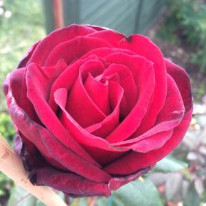 hybrid tea rose red