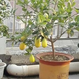 我新添加了一棵“柠檬”到我的“花园”