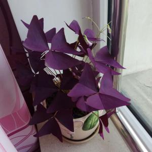我新添加了一棵“紫色醡浆草”到我的“花园”