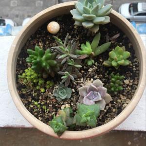 我新添加了一棵“拼盆”到我的“花园”