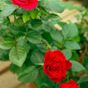 Name: China Rose
Latin: Rosa chinensis
Origin: Asia
Plant height: 25 - 40 cm
Reproduction:  #Stems  
Difficulty level:  #Medium  
Tags:  #Asia   #Rosachinensis  


