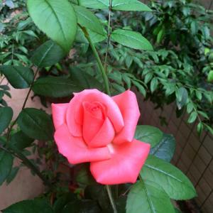 我新添加了一棵“玫瑰”到我的“花园”