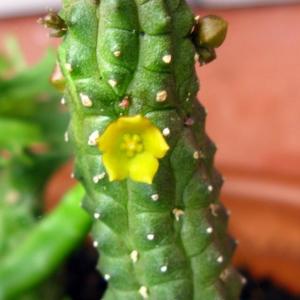 名称:  #青龙角  
英文名：Echidnopsis cereiformis 
科:  #萝藦科  
属:  #苦瓜掌属  
种植难度:  #容易  
生长季:  #夏型种  
市场价格:  #普货  
