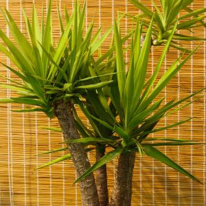 Name: Spanish dagger
Latin: Yucca gloriosa
Origin: Central America
Plant height: 50 - 200 cm
Reproduction:  #Layering  
Difficulty level:  #Easy  
Tags:  #CentralAmerica   #Yuccagloriosa  

