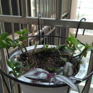 我新添加了一棵“牡丹吊兰”到我的“花园”