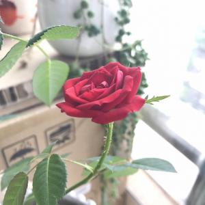 微型玫瑰