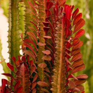 Name: Cathedral Cactus
Latin: Euphorbia trigona
Origin: Africa
Plant height: 50 - 200 cm
Reproduction:  #Layering  
Difficulty level:  #Easy  
Tags:  #Africa   #Euphorbiatrigona  

