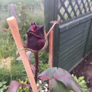 hybrid tea rose red