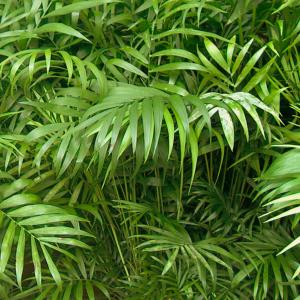 Name: Parlor palm
Latin: Chamaedorea elegans
Origin: South America
Plant height: 100 - 180 cm
Reproduction:  #Seeds  
Difficulty level:  #Easy  
Tags:  #SouthAmerica   #Chamaedoreaelegans  

