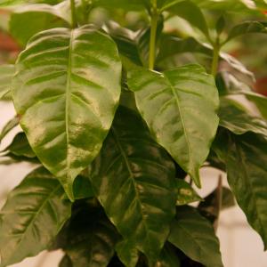 Name: Coffee Plant
Latin: Coffea arabica
Origin: Africa
Plant height: 50 - 150 cm
Reproduction:  #Seeds  
Difficulty level:  #Medium  
Tags:  #Africa   #Coffeaarabica  

