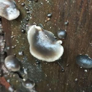 雨后木耳和蘑菇（自己长的）