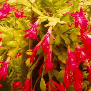 Name: Christmass cactus
Latin: Schlumbergera
Origin: South America
Plant height: 30 - 60 cm
Reproduction:  #Stems  
Difficulty level:  #Medium  
Tags:  #SouthAmerica   #Schlumbergera  

