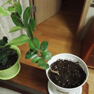 我新添加了一棵“山茶花”到我的“花园”