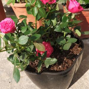 我新添加了一棵“迷你玫瑰”到我的“花园”