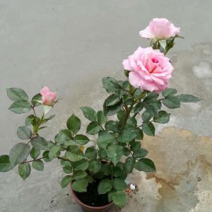我新添加了一棵“薔薇（粉）”到我的“花園”。