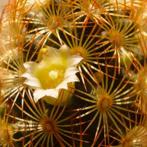 Name: Thimble Cactus
Latin: Mammillaria gracilis
Origin: South America
Plant height: 5 - 15 cm
Reproduction:  #Seeds  
Difficulty level:  #Easy  
Tags:  #SouthAmerica   #Mammillariagracilis  

