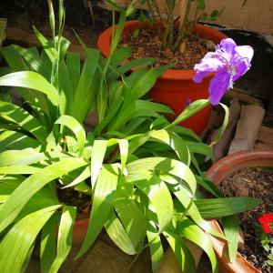 我新添加了一棵“鸢尾花”到我的“花园”
