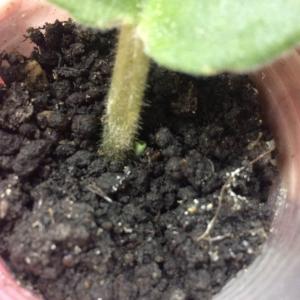 2 months later, a child sprouts.