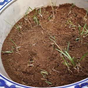 在原来的大盆里混合了有机肥，把土重新翻松，再次把韭菜根整齐的种回去。现在，双管齐下，种子等发芽，韭菜根慢慢长！