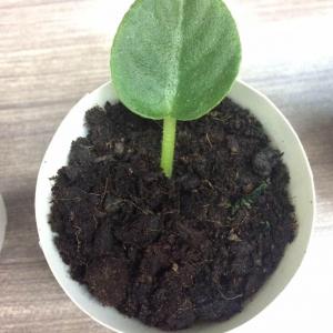 4th week: Planted one mother leaf on soil. Another little leaf roots too. I'm going to plant it next week.