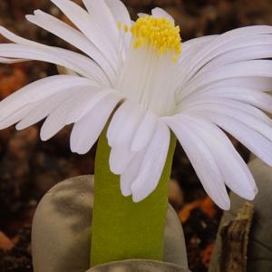 Name: Living stones
Latin: Lithops hallii
Origin: Africa
Plant height: 1 - 5 cm
Reproduction:  #Seeds  
Difficulty level:  #Medium  
Tags:  #Africa   #Lithopshallii  

