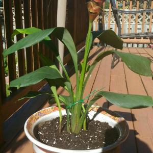 DUANG!我新添加了一棵“Curcuma 姜黄”到我的“花园”，这是它的第一篇成长志,还请花友们多多关照噢！