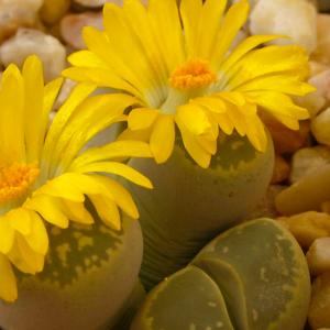 Name: Living stones
Latin: Lithops herrei
Origin: Africa
Plant height: 1 - 5 cm
Reproduction:  #Seeds  
Difficulty level:  #Medium  
Tags:  #Africa   #Lithopsherrei  

