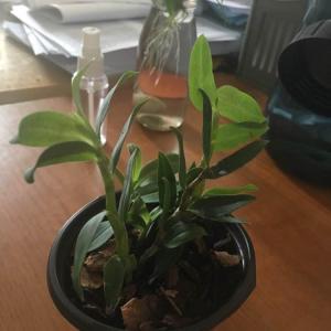 DUANG!我新添加了一棵“铁皮石斛”到我的“花园”，这是它的第一篇成长志,还请花友们多多关照噢！