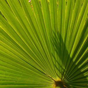 Name: Mexican Fan Palm
Latin: Washingtonia robusta
Origin: South America
Plant height: 100 - 300 cm
Reproduction:  #Seeds  
Difficulty level:  #Medium  
Tags:  #SouthAmerica   #Washingtoniarobusta  

