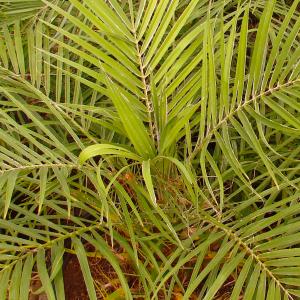 Name: Pygmy date palm
Latin: Phoenix roebelenii
Origin: Asia
Plant height: 100 - 180 cm
Reproduction:  #Seeds  
Difficulty level:  #Medium  
Tags:  #Asia   #Phoenixroebelenii  

