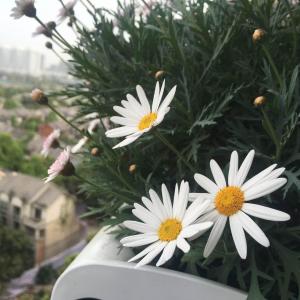 我爱上了这种小花花，不知道为什么两颗开的不一样，但是都很喜欢，放在阳台上真的很美