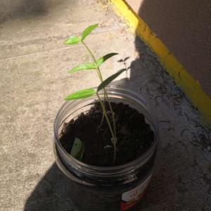 我新添加了一棵“绿豆芽”到我的“花园”