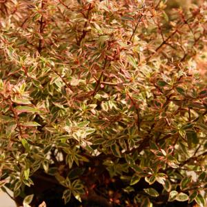 Name: Glossy abelia
Latin: Abelia grandiflora
Origin: Asia
Plant height: 150 - 200 cm
Reproduction:  #Stems  
Difficulty level:  #Medium  
Tags:  #Asia   #Abeliagrandiflora  


