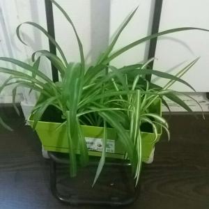 我新添加了一棵“吊兰chlorophytum(plante araignée)”到我的“花园”