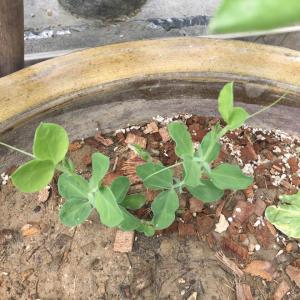 我新添加了一棵“香豌豆”到我的“花園”。