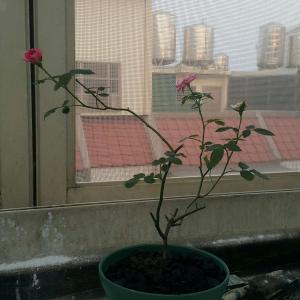 我新添加了一棵“玫瑰（粉白）（小）”到我的“花園”。